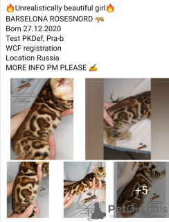 Zdjęcie №1. kot bengalski - na sprzedaż w Murmańsk | 6859zł | Zapowiedź № 9441