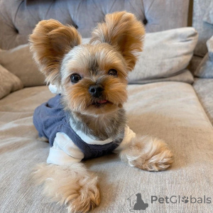 Zdjęcie №1. yorkshire terrier - na sprzedaż w Alberobello | negocjowane | Zapowiedź №157329