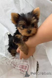 Zdjęcie №2 do zapowiedźy № 165777 na sprzedaż  yorkshire terrier - wkupić się Finlandia prywatne ogłoszenie, hodowca