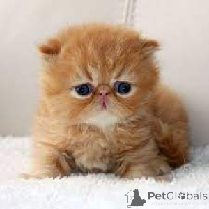 Zdjęcie №3. Perzische kocięta te koop. Holandia