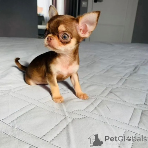 Zdjęcie №1. chihuahua (rasa psów) - na sprzedaż w Strasburg | negocjowane | Zapowiedź №174875