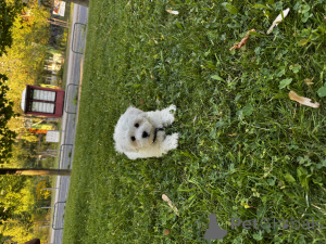 Zdjęcie №2 do zapowiedźy № 154611 na sprzedaż  maltańczyk - wkupić się Węgry prywatne ogłoszenie, hodowca