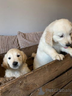 Zdjęcie №2 do zapowiedźy № 30190 na sprzedaż  golden retriever - wkupić się Niemcy prywatne ogłoszenie