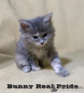 Zdjęcie №3. Julia Kharchenko. Ukraina