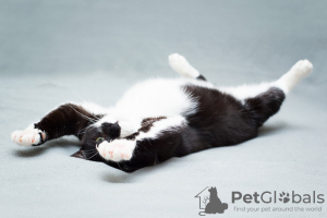 Dodatkowe zdjęcia: Urocza czarno-biała kotka Mila z serduszkiem na łapce szuka najbardziej