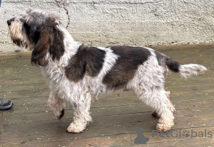 Zdjęcie №3. Szczenię GRAND BASSET GRIFFON VENDEEN. Polska