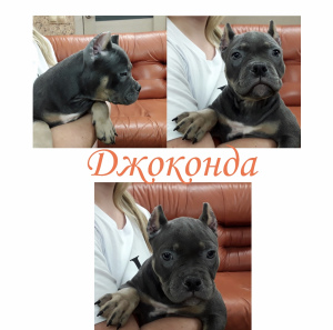 Zdjęcie №3. Amerykańskie szczenięta bulli. Federacja Rosyjska