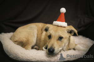 Zdjęcie №4. Sprzedam pies nierasowy w Москва. prywatne ogłoszenie - cena - Bezpłatny