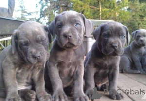 Zdjęcie №1. cane corso - na sprzedaż w Amberg | 2153zł | Zapowiedź №169430