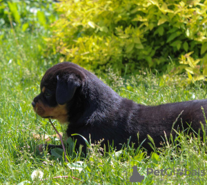 Dodatkowe zdjęcia: Szczeniak rottweilera - Viana Tanarotti