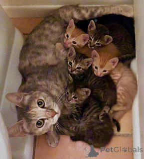 Zdjęcie №1. kot bengalski - na sprzedaż w Peoria | 3050zł | Zapowiedź № 135497