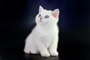 Zdjęcie №1. kot brytyjski krótkowłosy - na sprzedaż w Kiszyniów | Negocjowane | Zapowiedź № 2387