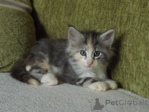 Zdjęcie №1. kot norweski leśny - na sprzedaż w Jenalöbnitz | 1674zł | Zapowiedź № 148361