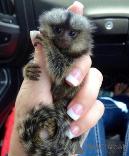 Zdjęcie №1.  - na sprzedaż w Bachmacz | negocjowane | Zapowiedź №161697