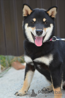 Dodatkowe zdjęcia: Shiba Inu szczeniaki