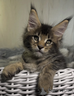 Zdjęcie №1. maine coon - na sprzedaż w Bellaire | 2549zł | Zapowiedź № 161720