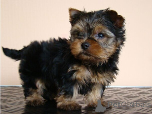 Zdjęcie №2 do zapowiedźy № 133213 na sprzedaż  yorkshire terrier - wkupić się Niemcy prywatne ogłoszenie