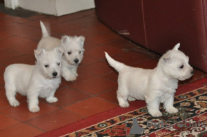 Zdjęcie №1. west highland white terrier - na sprzedaż w Nikozja | negocjowane | Zapowiedź №178978