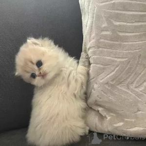 Zdjęcie №1. kot brytyjski krótkowłosy - na sprzedaż w Norderstedt | 1818zł | Zapowiedź № 167256