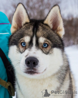 Dodatkowe zdjęcia: Śliczne szczenięta husky