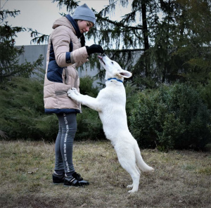 Zdjęcie №1. biały owczarek szwajcarski - na sprzedaż w Dnipro | Negocjowane | Zapowiedź №4815