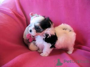 Zdjęcie №1. yorkshire terrier biewer - na sprzedaż w Alajärvi | negocjowane | Zapowiedź №166380