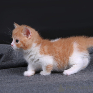 Zdjęcie №2 do zapowiedźy № 177822 na sprzedaż  munchkin - wkupić się Finlandia 