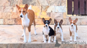 Zdjęcie №1. basenji - na sprzedaż w Ceske Budejovice | negocjowane | Zapowiedź №170674