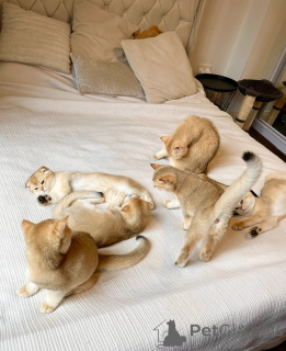 Zdjęcie №1. scottish straight - na sprzedaż w Brno | Bezpłatny | Zapowiedź № 138943