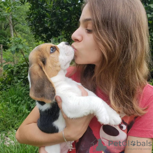 Zdjęcie №3. szczenięta rasy beagle. Niemcy