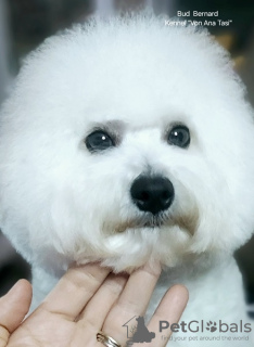 Dodatkowe zdjęcia: Bichon Frise (Curly Bichon) topowy samiec