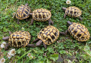 Zdjęcie №4. Sprzedam  w Vienna. hodowca - cena - 478zł