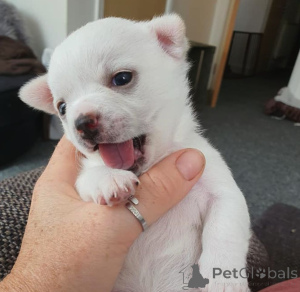 Zdjęcie №1. chihuahua (rasa psów) - na sprzedaż w Genk | 2392zł | Zapowiedź №159423