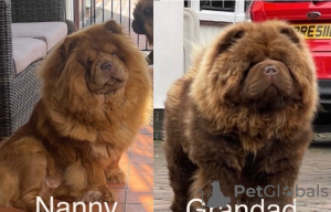 Dodatkowe zdjęcia: Chow-Chow, schokoladenbraune Prinzessin von herausragender Qualität