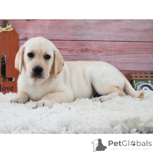 Zdjęcie №3. Szczeniak labradora retrievera anioła. Niemcy