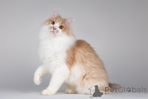 Zdjęcie №3. Pie to kot, który uśmiecha się.. Federacja Rosyjska