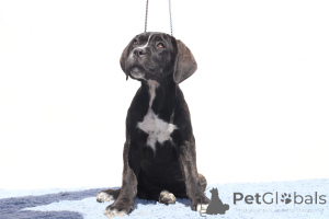 Zdjęcie №3. Chelsea of spqr corso fci. Rumunia