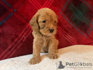 Zdjęcie №3. Piękne szczenięta Cavapoo Do bezpłatnej adopcji. Niemcy