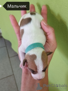 Zdjęcie №2 do zapowiedźy № 70383 na sprzedaż  jack russell terrier - wkupić się Federacja Rosyjska prywatne ogłoszenie