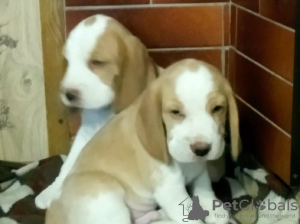 Zdjęcie №1. beagle (rasa psa) - na sprzedaż w Moore | 1250zł | Zapowiedź №7980