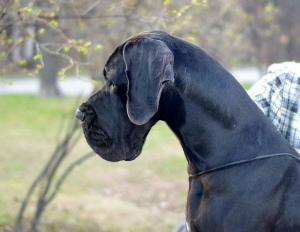 Zdjęcie №2 do zapowiedźy № 3322 na sprzedaż  dog niemiecki - wkupić się Federacja Rosyjska od żłobka
