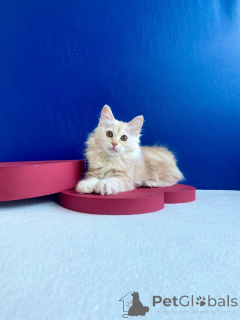 Zdjęcie №3. Cat Kuril Babtail. Ukraina