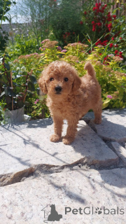 Zdjęcie №2 do zapowiedźy № 75250 na sprzedaż  pudel (zabawka) - wkupić się Białoruś hodowca