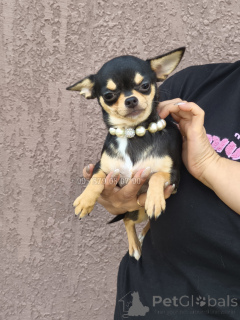 Zdjęcie №2 do zapowiedźy № 153851 na sprzedaż  pies nierasowy - wkupić się Gruzja prywatne ogłoszenie, od żłobka, hodowca