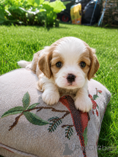 Zdjęcie №1. cocker spaniel amerykański, cocker spaniel angielski, springer spaniel angielski, pies nierasowy, springer spaniel walijski, irlandzki spaniel dowodny, hiszpański pies dowodny, cavalier king charles spaniel, cavalier king charles spaniel, clumber spaniel, russian spaniel, spaniel tybetański - na sprzedaż w Sztokholm | 5262zł | Zapowiedź №174763