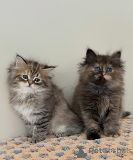 Zdjęcie №1. kot syberyjski - na sprzedaż w Monachium | negocjowane | Zapowiedź № 165531