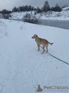 Dodatkowe zdjęcia: Szczeniak 9 miesięcy, mieszaniec labradora, szuka nowej niezawodnej rodziny!