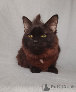 Zdjęcie №3. Dottie szuka domu!. Federacja Rosyjska