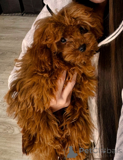 Zdjęcie №1. pudel (zabawka) - na sprzedaż w Tbilisi | 9268zł | Zapowiedź №80227