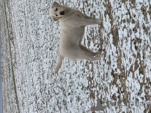 Zdjęcie №1. labrador retriever - na sprzedaż w Wilno | 3348zł | Zapowiedź №135306